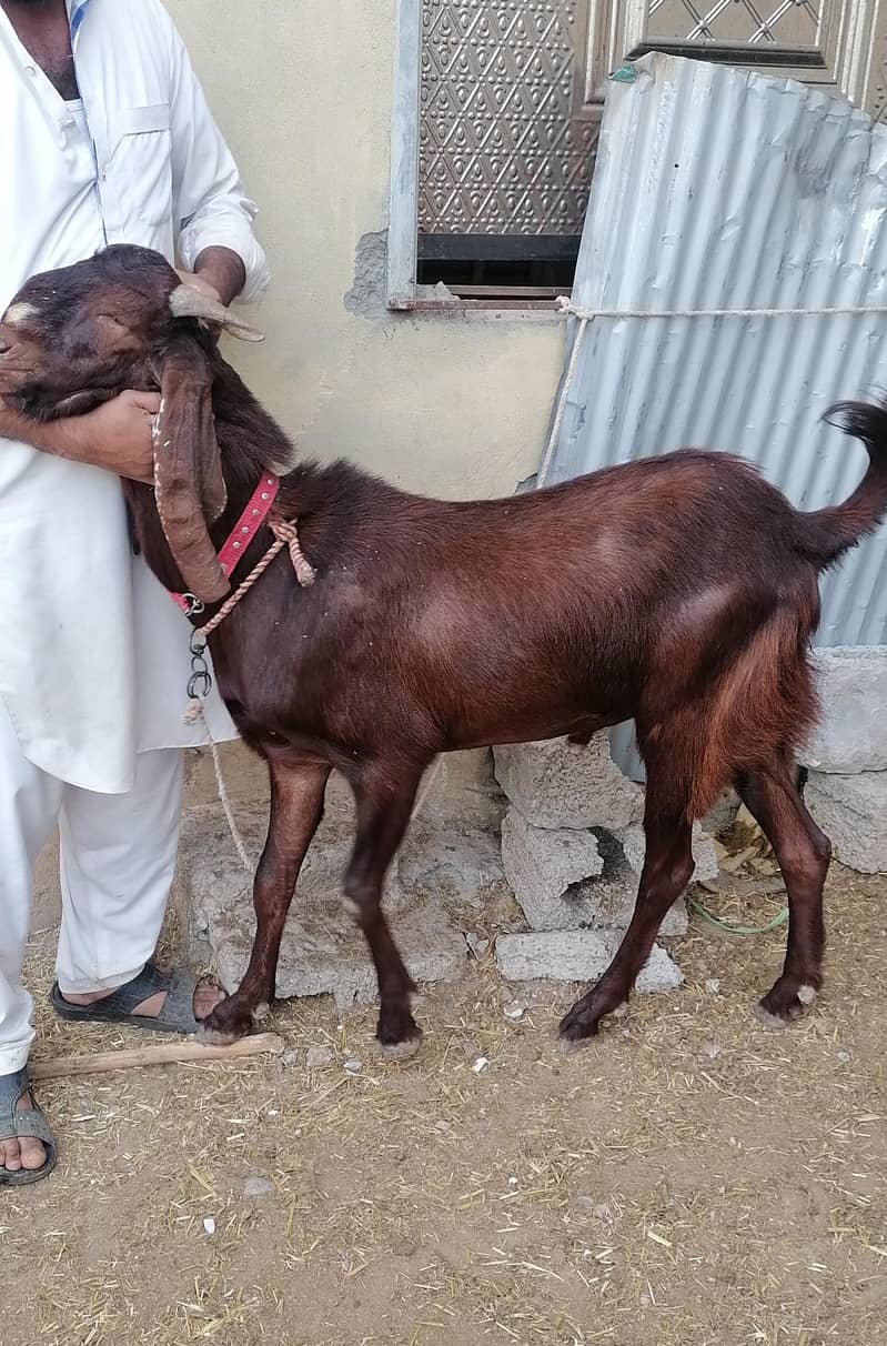 Bakra for sel 0