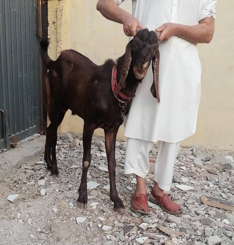 Bakra for sel 1