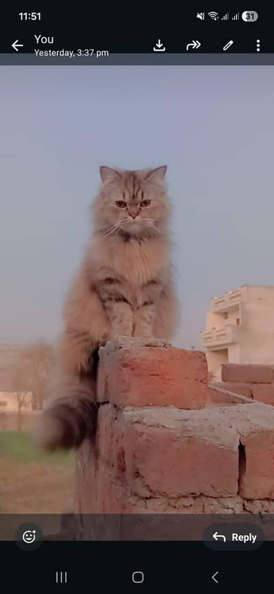 persian cats pairs