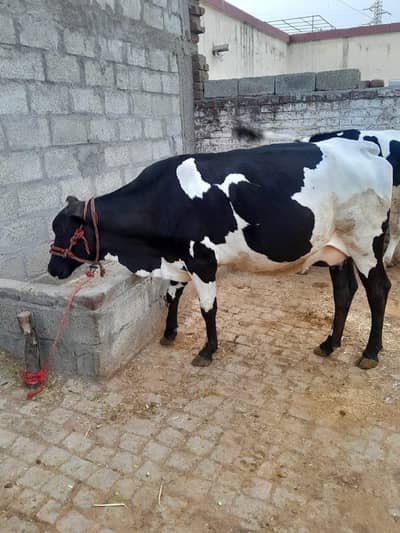 cow for sale