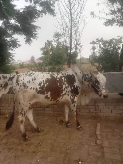 Gir ka ha