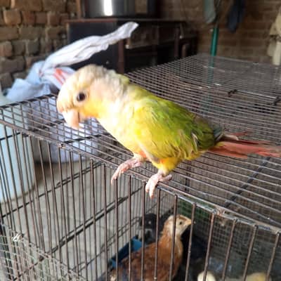 Pineapple Conure Parrot – 9 Months Old