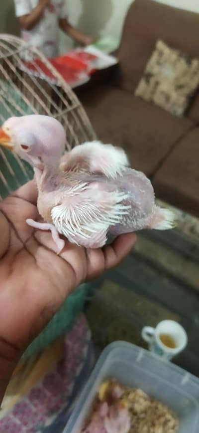 White Ringneck / Yellow Ringneck / Mitthu / Parrot