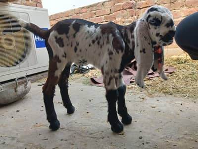 nagray beetal bachay pair male female for sale