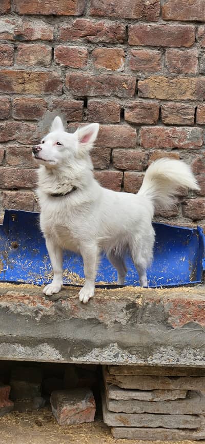 RUSSIAN DOUBLE CORT CONFIRM BREEDER FEMALE AVAILABLE NEAR TO HEAT