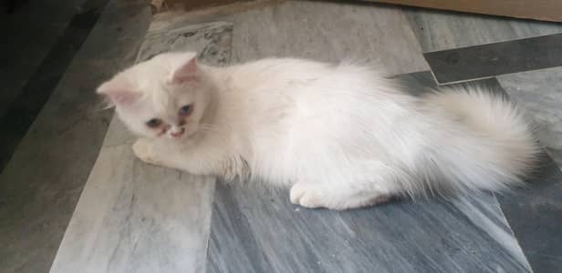pershion cat