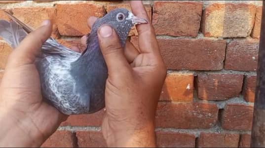 deb Waly baby pigeon