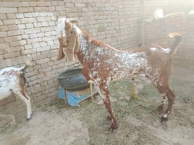 makii cheny bakry