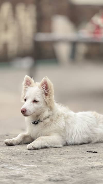 Russian female dog