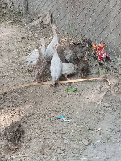 Guinea fowl chicks  For sale