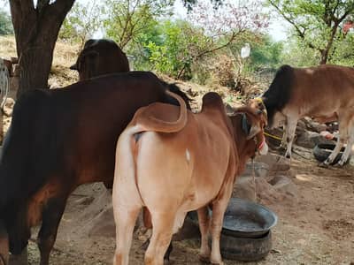 Sahiwal Bachry | Desi wachy | Bull | Qurbani 2026 | Bull For sale