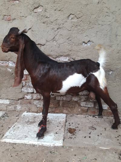 bakra for qurbani