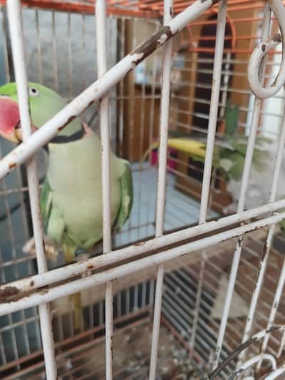 Pahari parrot