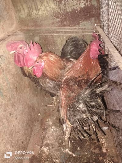 4 desi murga full healthy active