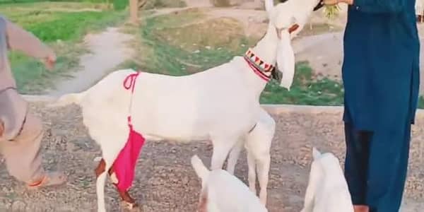 desi Bakri for sale teen bacchon ke sath /03327415379
