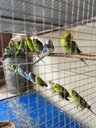 Total 23 pieces budgies