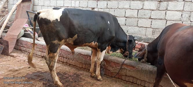 qurbani na lya