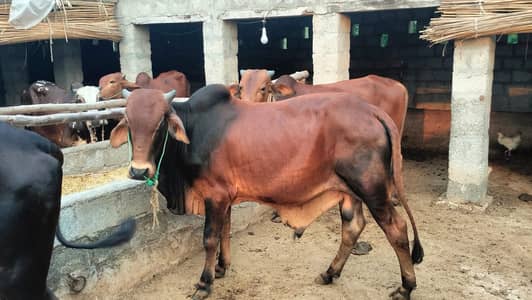 Sahiwal Wachay for Sale