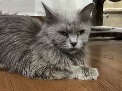 American grey cat