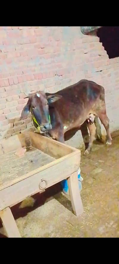 Qurbani wali gaya