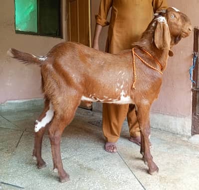 makhi cheena Bakra 2dant 03498200770