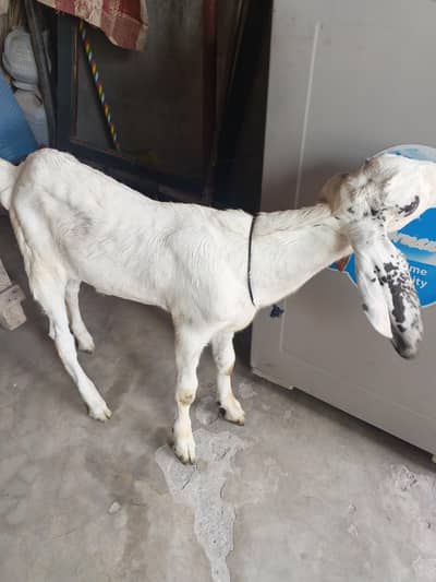 Bakra
