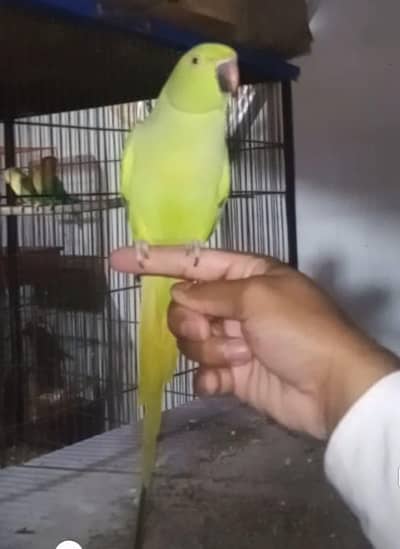 Fully tamed and talking female