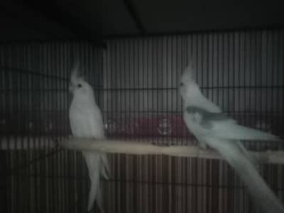 V PIED FALLOW SPLITE COCKATIEL EXHIBITION SIZE PAIR
