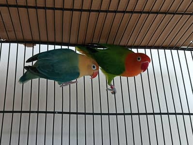Love bird for sale