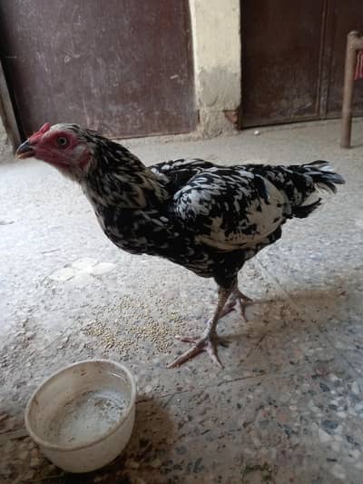 Hen for sale
