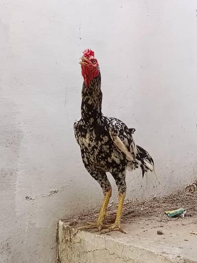 Aseel for sale