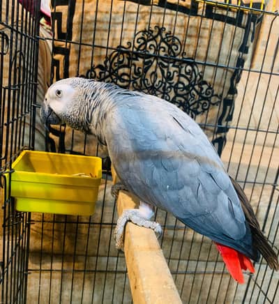 African Grey parrot Jumbo Size Female and Raw Jumbo Size Hand tame 