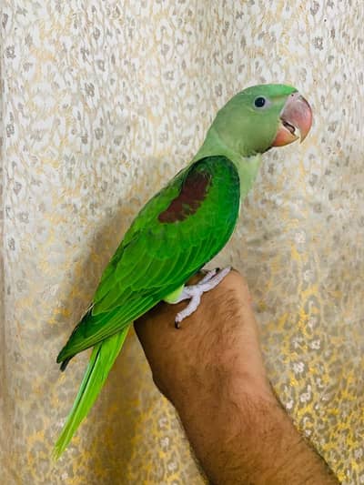 Raw and Ringneck Jumbo Size Hand tame looking for New Home .