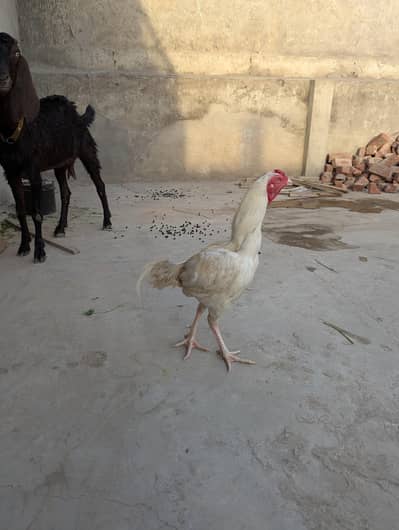 2 Male Aseel Heera Pure Bloodline