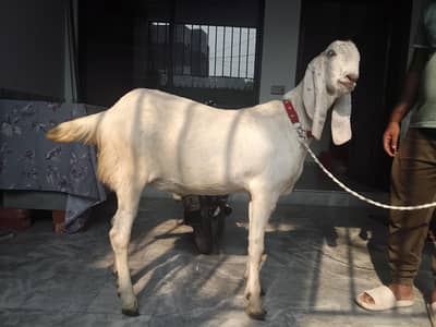Bakra