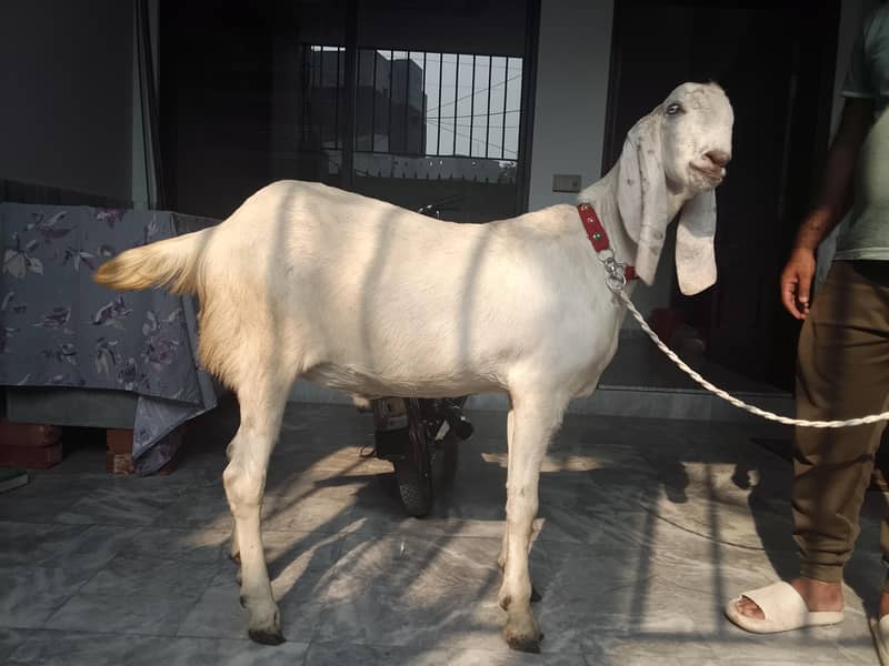 Bakra 0