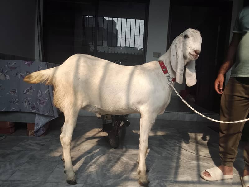Bakra 1