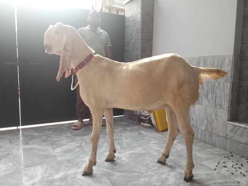 Bakra 2