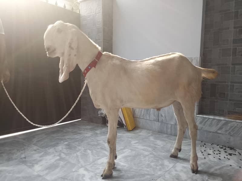 Bakra 3