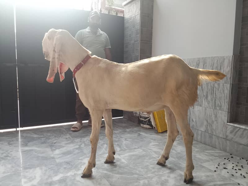 Bakra 4