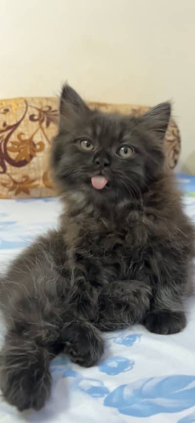 persion kitten triple cod