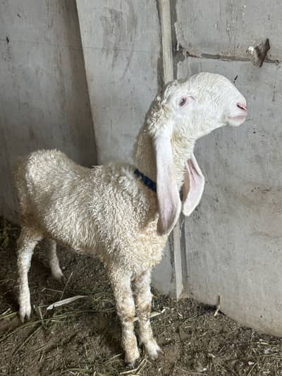 Mashallah Qurbani 2026