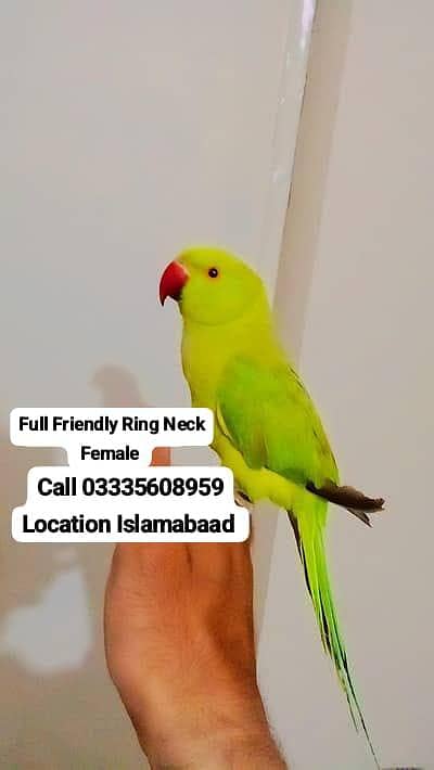 Fixed 5,500 Hand Tamed Green Ring Neck Female Parrot Jumbo Size