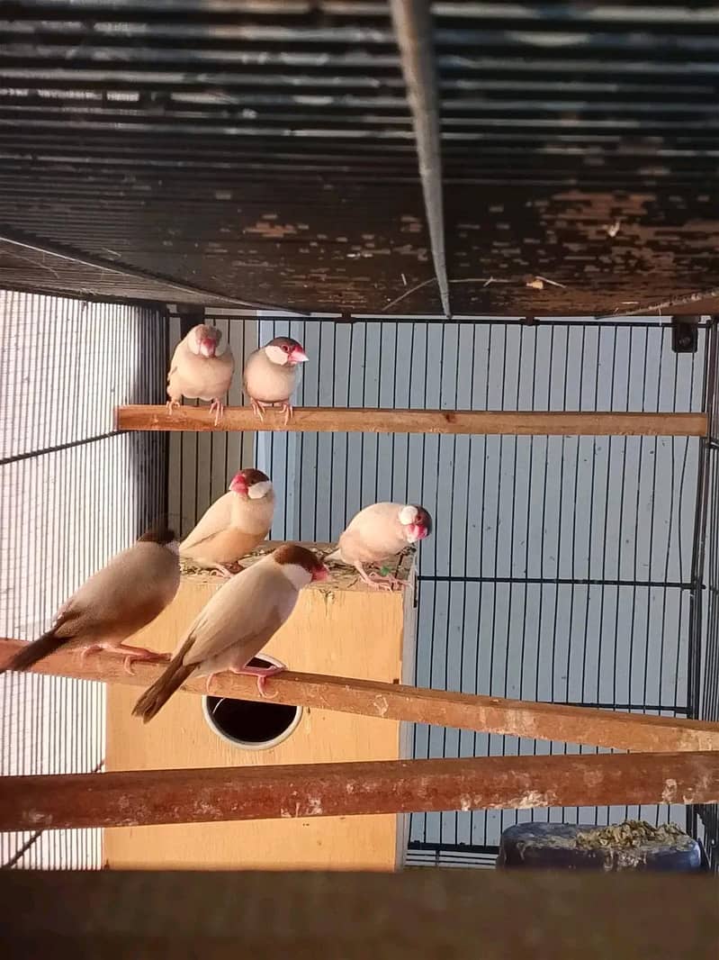 fawn java breeder pairs 0