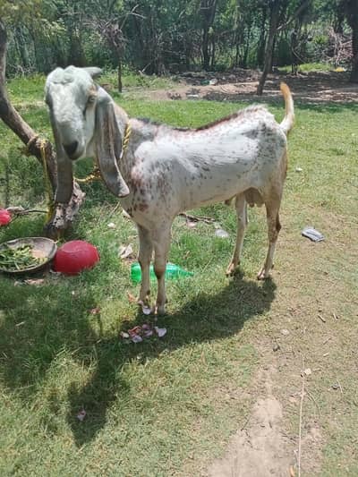 makhi cheeni qurbani bakra for sale