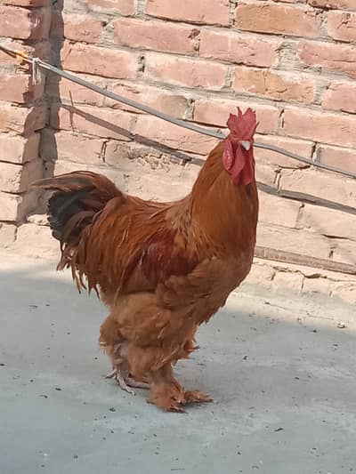 Golden Heavy buff male