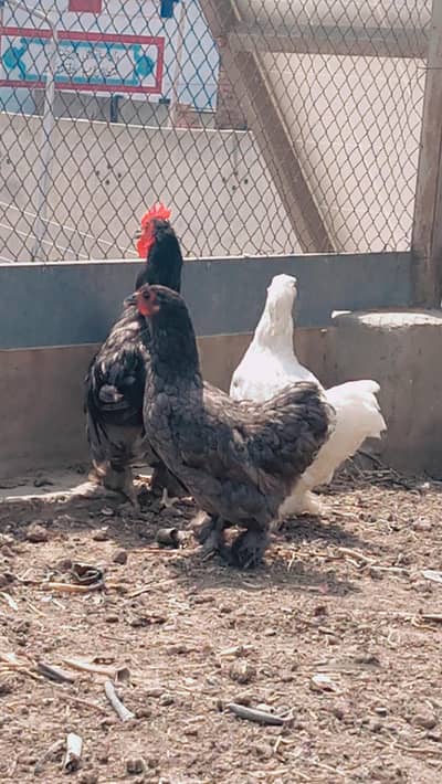 Bantam pair set blue and white pire zero size