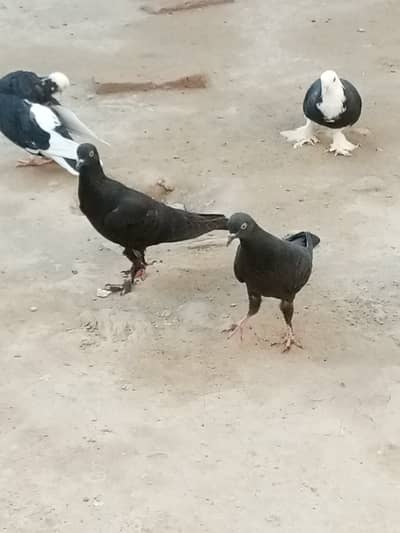 Pigeons