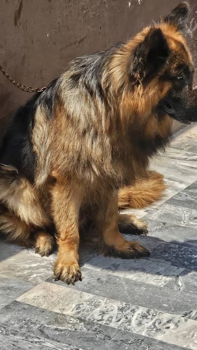 house dog