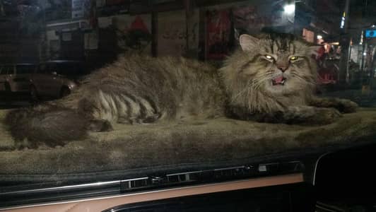 2 pet car pair for sale